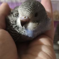 Птенцы волнистый попугай