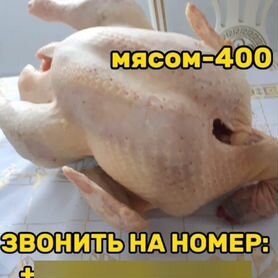 Мясо индейки