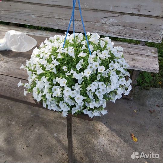 Вегетативная петуния