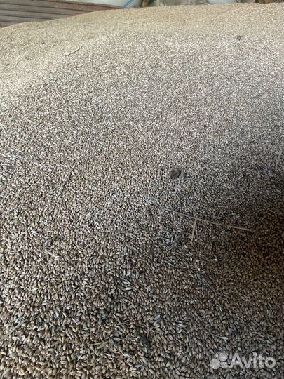 Зерно овес пшеница