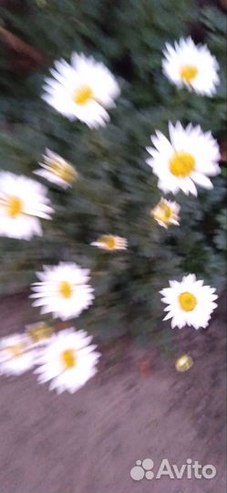 Ромашка осенняя