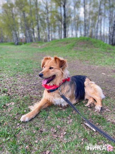 Собака в добрые руки