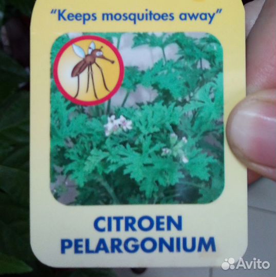 Пеларгония душистая (лимон)