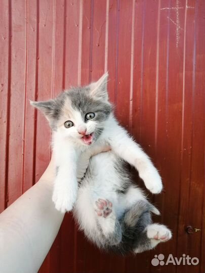 Котята от кошки крысоловки в хорошие руки