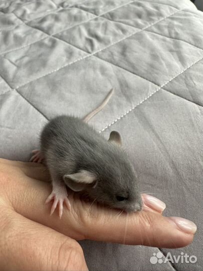 Крысята бесплатно (Смесь Дамбо)