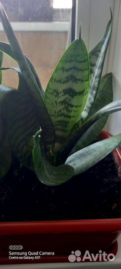 Сансевиерия