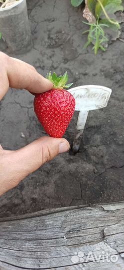 Рассада клубники поздняя Мальвина. Мицешиндлер