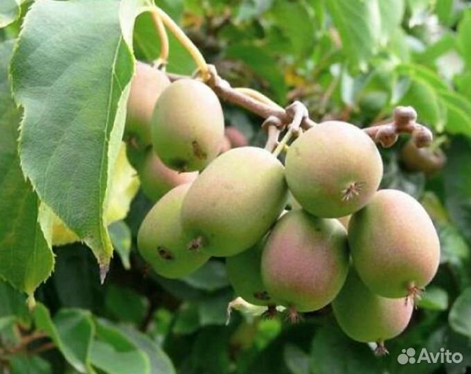 Актинидия коломикта муж и гибридная