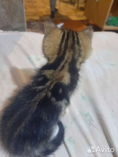 Шотландские котята