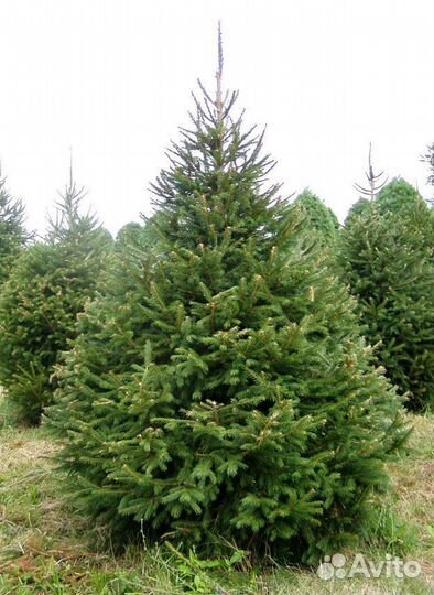 Ель Голубая из питомника с доставкой