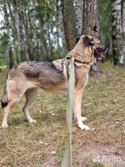 Собака ищет семью