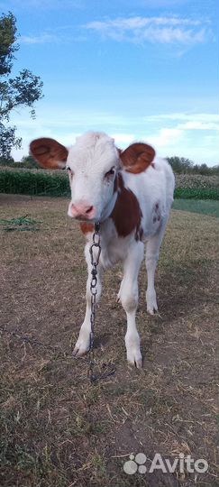 Сельхоз животные телята