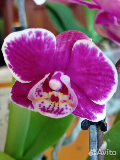 Орхидея фаленопсис мини цветут