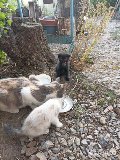 Кошка котята