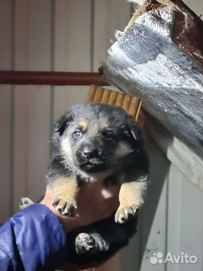 Щенки немецкой овчарки