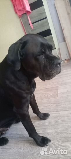 Кане корсо отдам