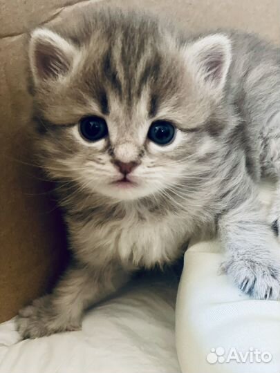 Британские котята