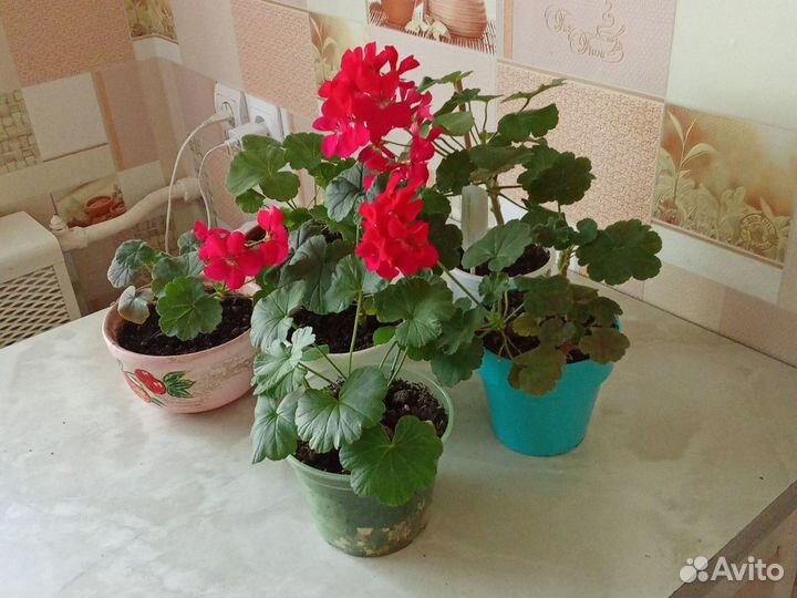 Пеларгония герань сортовая