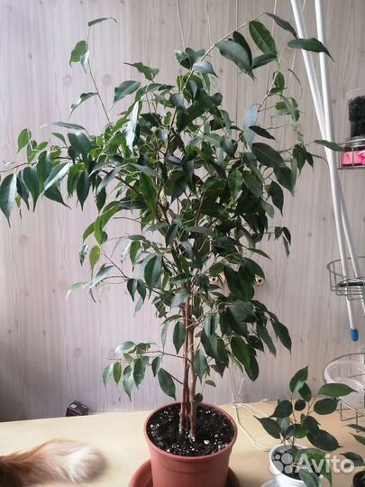 Фикус Даниэль