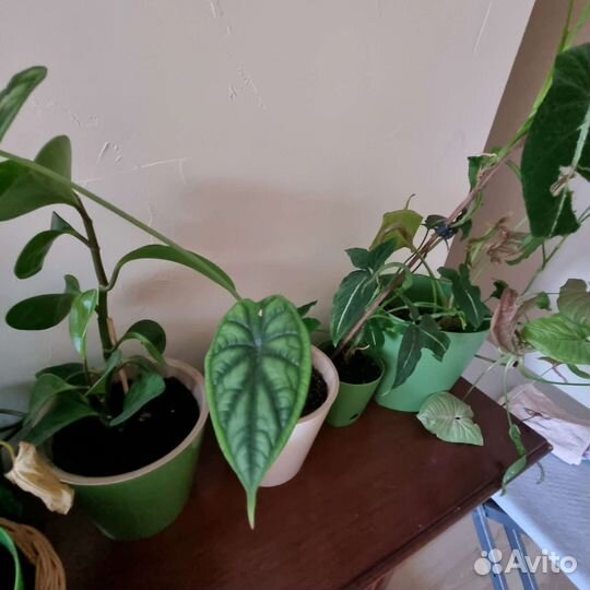 Комнатные растения, цветы