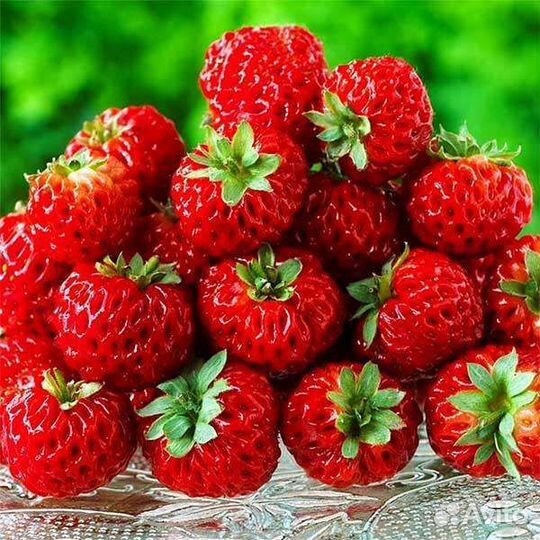 Клубника-малина Фрамбери саженцы