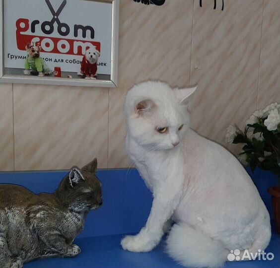 Стрижки собак И кошек