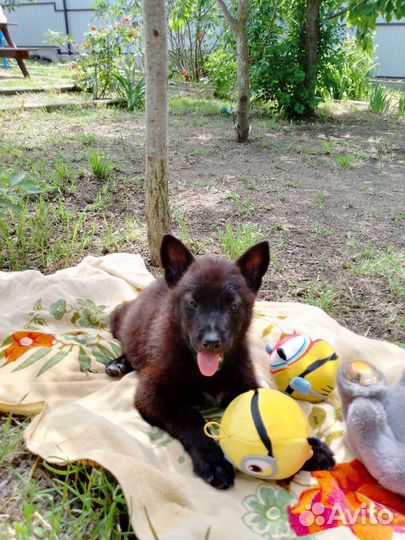 Щенок в добрые руки