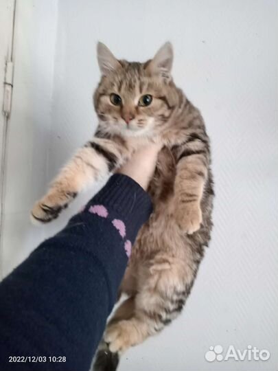 Кошки в добрые руки