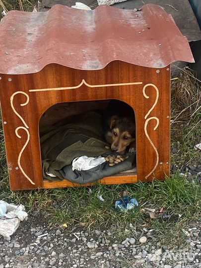 Щенок девочка в любящие руки