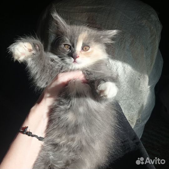 Котики в добрые руки