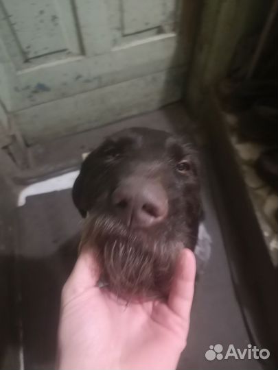 Курцхаар(дратхаар) вязка