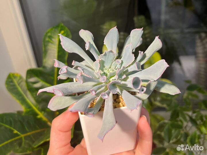 Эхеверия трампет пинки