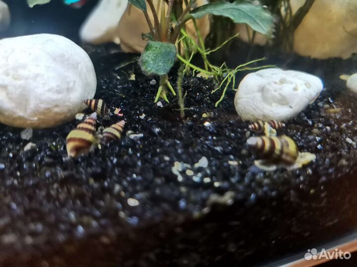 Улитки аквариумные, Хелена