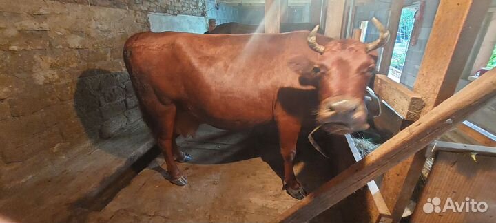Коровы дойные молочные
