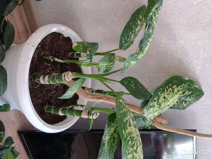 Комнатные растения для дома