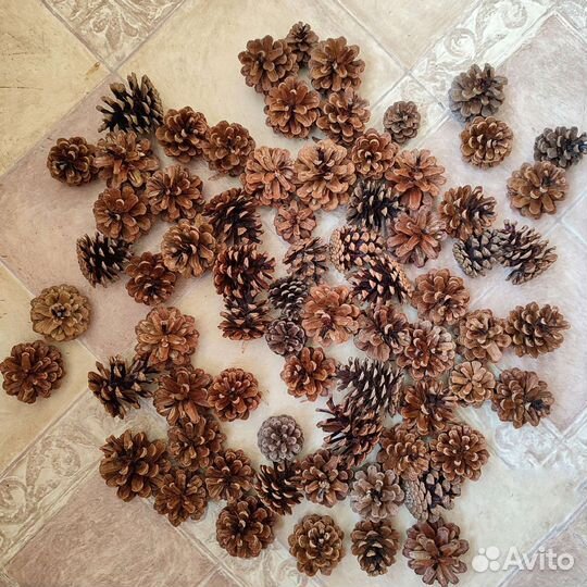 Шишки сосновые набор 70