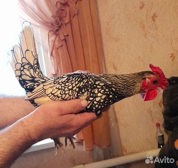 Куры породы Сибрайт
