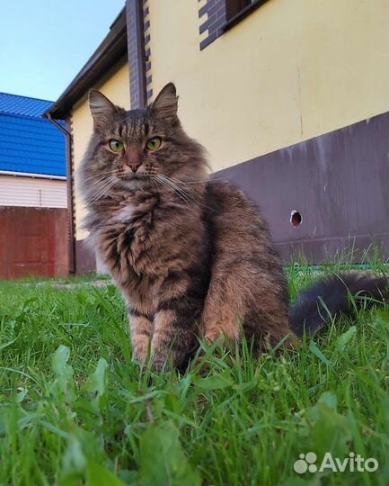 Кот ищет дом