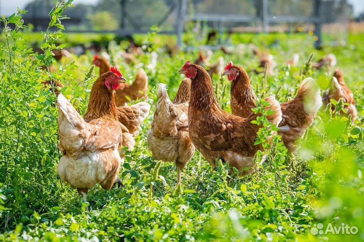 Курочки несушки белые