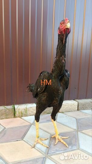 Курица и петух