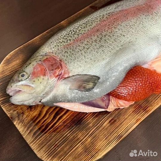 Форель охлажденная