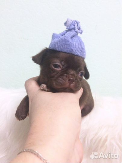 Щенки чихуахуа мини