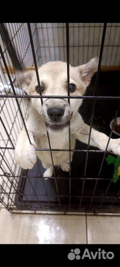 Щенок 3.5 мес. Кобелек