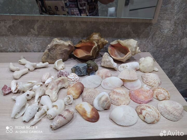 Морские ракушки раковины