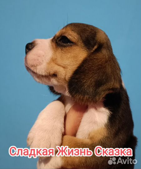Щенки бигль
