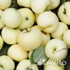Саженцы яблони