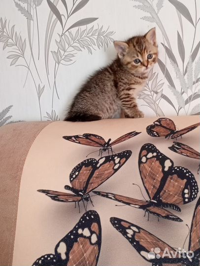 Шотландские