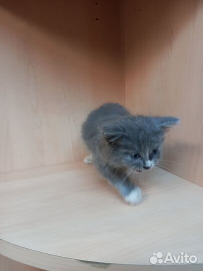 Котик в добрые руки