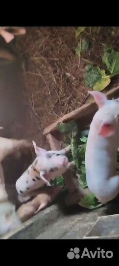 Продам поросят ландрас скрещен с дюрком 2мес