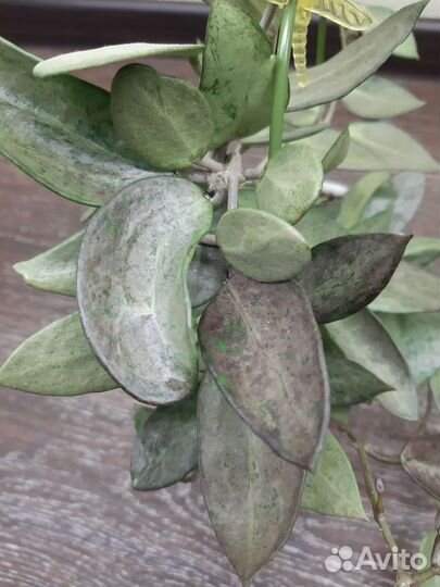 Хойи мелколистные 2